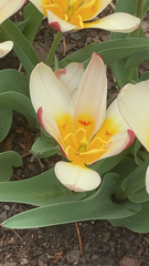 Tulipa