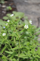 Cerastium nemorale