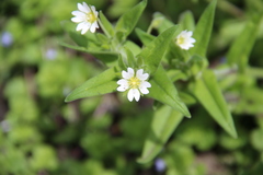 Cerastium nemorale
