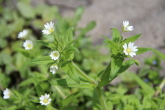 Cerastium nemorale