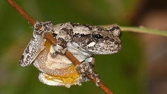Hyla chrysoscelis