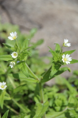 Cerastium nemorale
