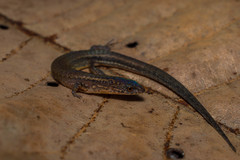 Ecpleopus gaudichaudii