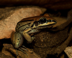 Leptodactylus mystacinus