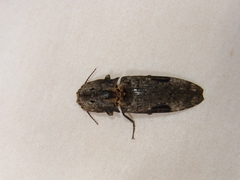 Cryptalaus larvatus pini