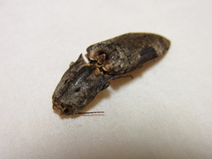 Cryptalaus larvatus pini