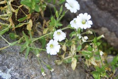 Cerastium polymorphum