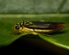 Dilobopterus costalimai