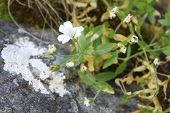 Cerastium polymorphum