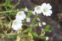 Cerastium polymorphum
