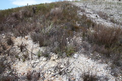 Aspalathus stenophylla