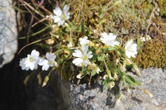 Cerastium polymorphum