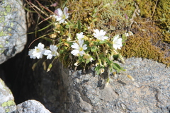 Cerastium polymorphum