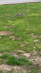 Sciurus carolinensis