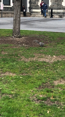 Sciurus carolinensis