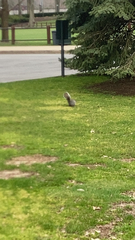 Sciurus carolinensis