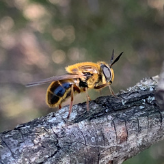 Callicera erratica
