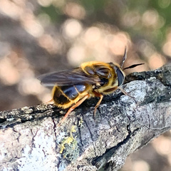 Callicera erratica