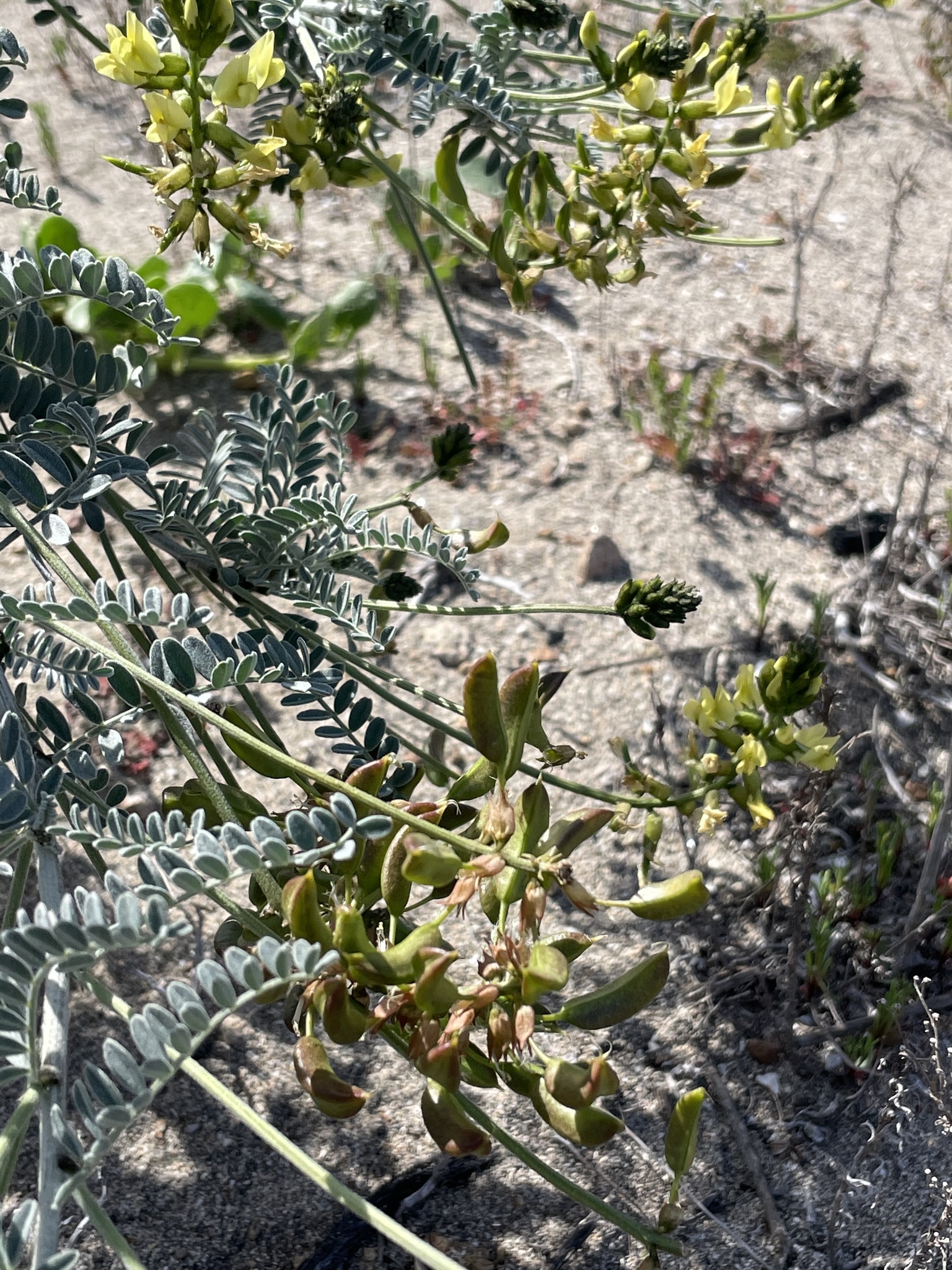 Astragalus nevinii