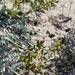 San Clemente Island Milkvetch - Photo (c) Sula Vanderplank, some rights reserved (CC BY), uploaded by Sula Vanderplank
