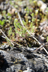Cerastium semidecandrum