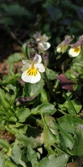 Viola arvensis