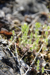 Cerastium semidecandrum
