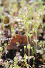 Cerastium semidecandrum