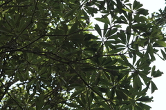 Machilus japonica
