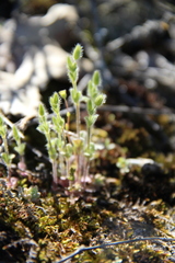 Cerastium semidecandrum