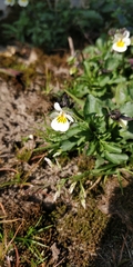 Viola arvensis