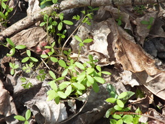 Floerkea proserpinacoides