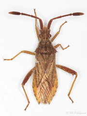 Coriomeris denticulatus