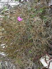 Dianthus acantholimonoides