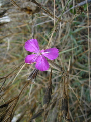 Dianthus acantholimonoides