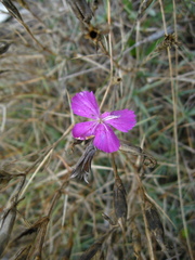 Dianthus acantholimonoides