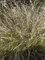 Carex xerophila