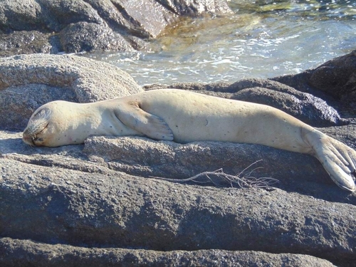 Mediterranean Monk Seal, South Aegean, Aegean, GR, photo 10 of 10