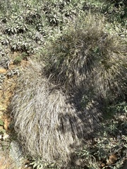Carex xerophila