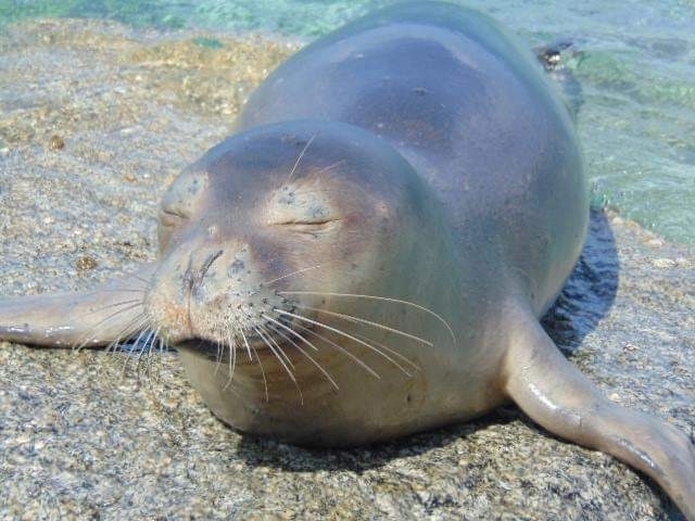 Mediterranean Monk Seal