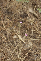 Dianthus bicolor