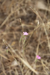 Dianthus bicolor