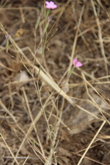 Dianthus bicolor