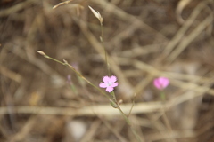 Dianthus bicolor