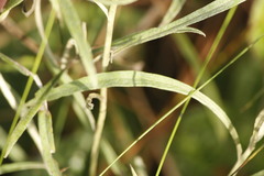 Achyrocline saturejoides