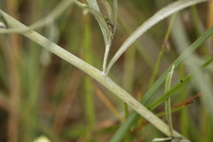 Achyrocline saturejoides