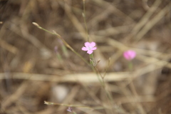Dianthus bicolor