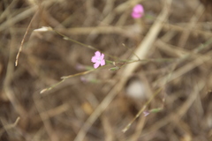 Dianthus bicolor