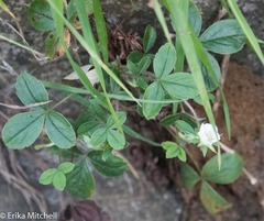 Potentilla montana