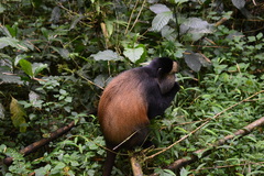 Cercopithecus mitis kandti